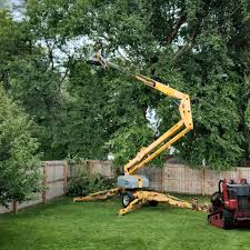 Trusted Rock Valley, IA Tree Services Experts