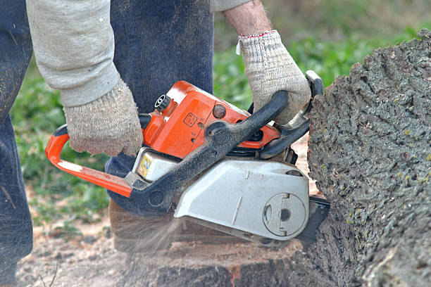 Lawn Renovation and Restoration in Rock Valley, IA