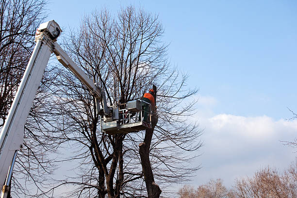 How Our Tree Care Process Works  in  Rock Valley, IA